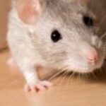 A patkányirtás kérdésére vonatkozó tanácsok