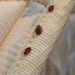 A búvóhelyek szerepe a sikeres védekezésben ágyi poloska irtáskor